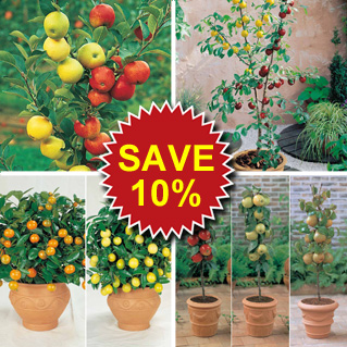 10% off Fruit Trees