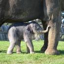 Baby elephant with mum Aziza