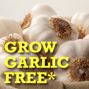 Free Garlic Messidrome 3 bulbs with your order