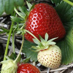 Free Strawberry Plants plus Fertiliser