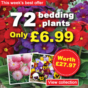 Bumper bedding collection for just £6.99