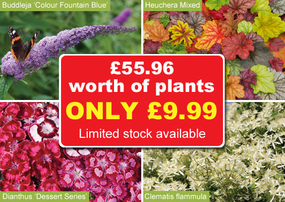 £50 worth of plants for just £9.99