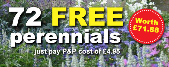 Free perennial lucky dip - worth over £70