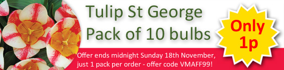 Tulip ST George 10 bulbs for just 1p